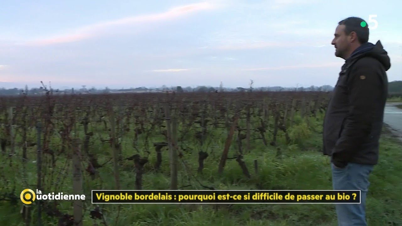 Vignoble bordelais : pourquoi est-ce si difficile de passer au bio ? - La Quotidienne