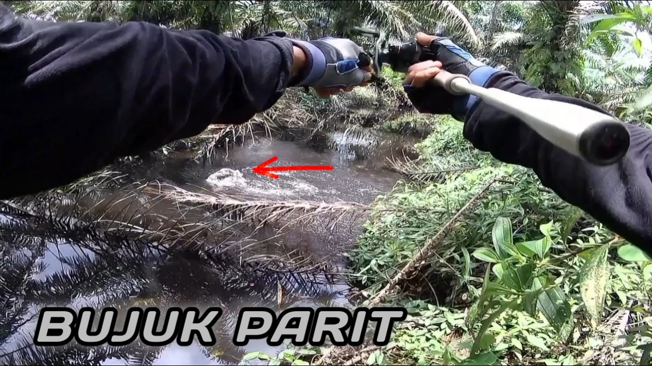 PARIT KECIL TAPI IKAN BUJUKNYA BANYAK | PESTA STRIKE BUJUK