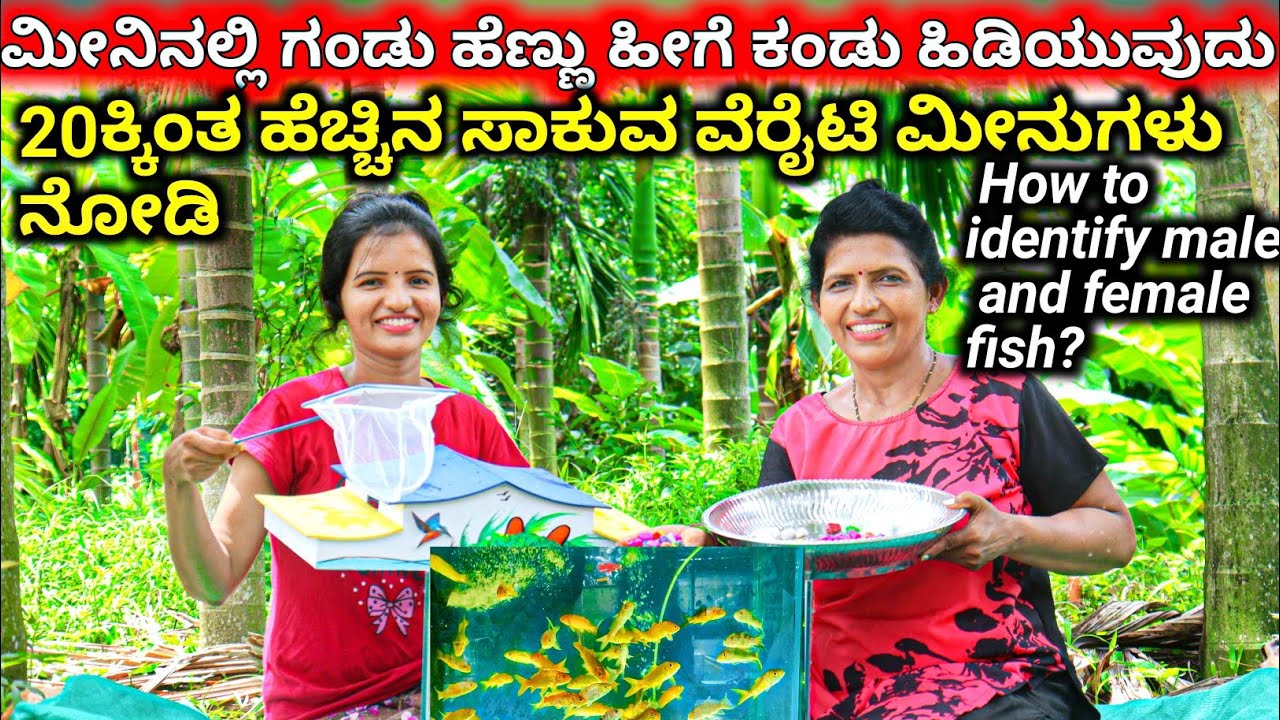ಗಂಡುಹೆಣ್ಣು ಮೀನುಗಳು ಹೇಗೆ ಇರುತ್ತದೆ ನೋಡಿOxygenಇಲ್ಲದೇ ಸಾಕುವ ಮೀನನ್ನು ಕಡಿಮೆ ಖರ್ಚಲ್ಲಿ ಸಾಕಿ | Fish farming
