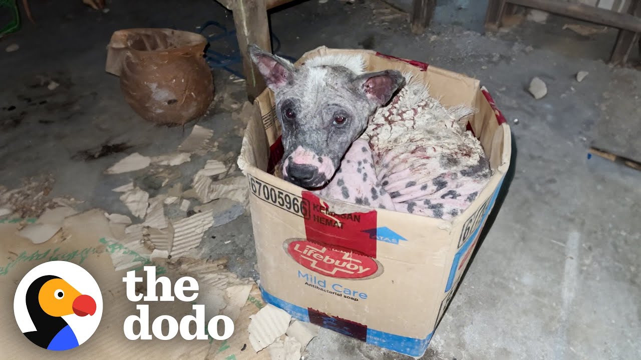 Naked Street Puppy Was Sleeping In A Cardboard Box Every Night | The Dodo