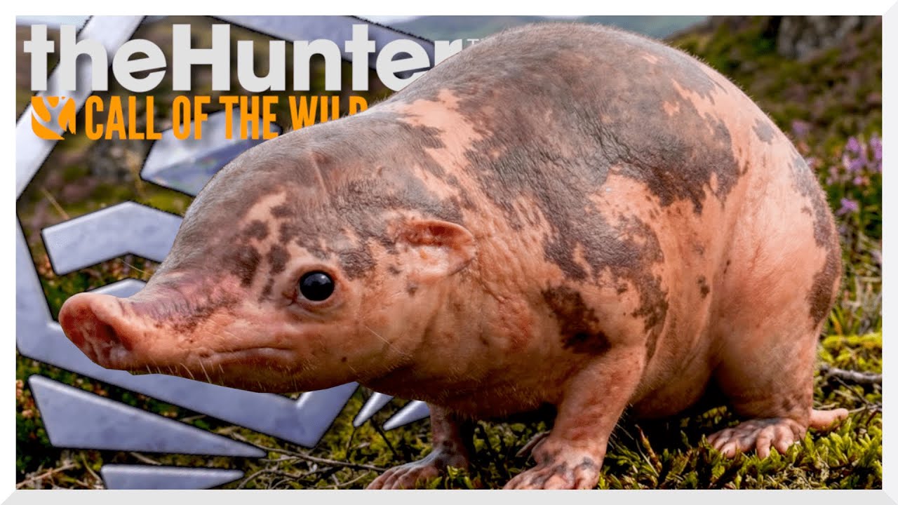 ERSTER DIAMANT HAGGIS DER WELT! So habe ich den Haggis erlegt! | theHunter Call of the Wild