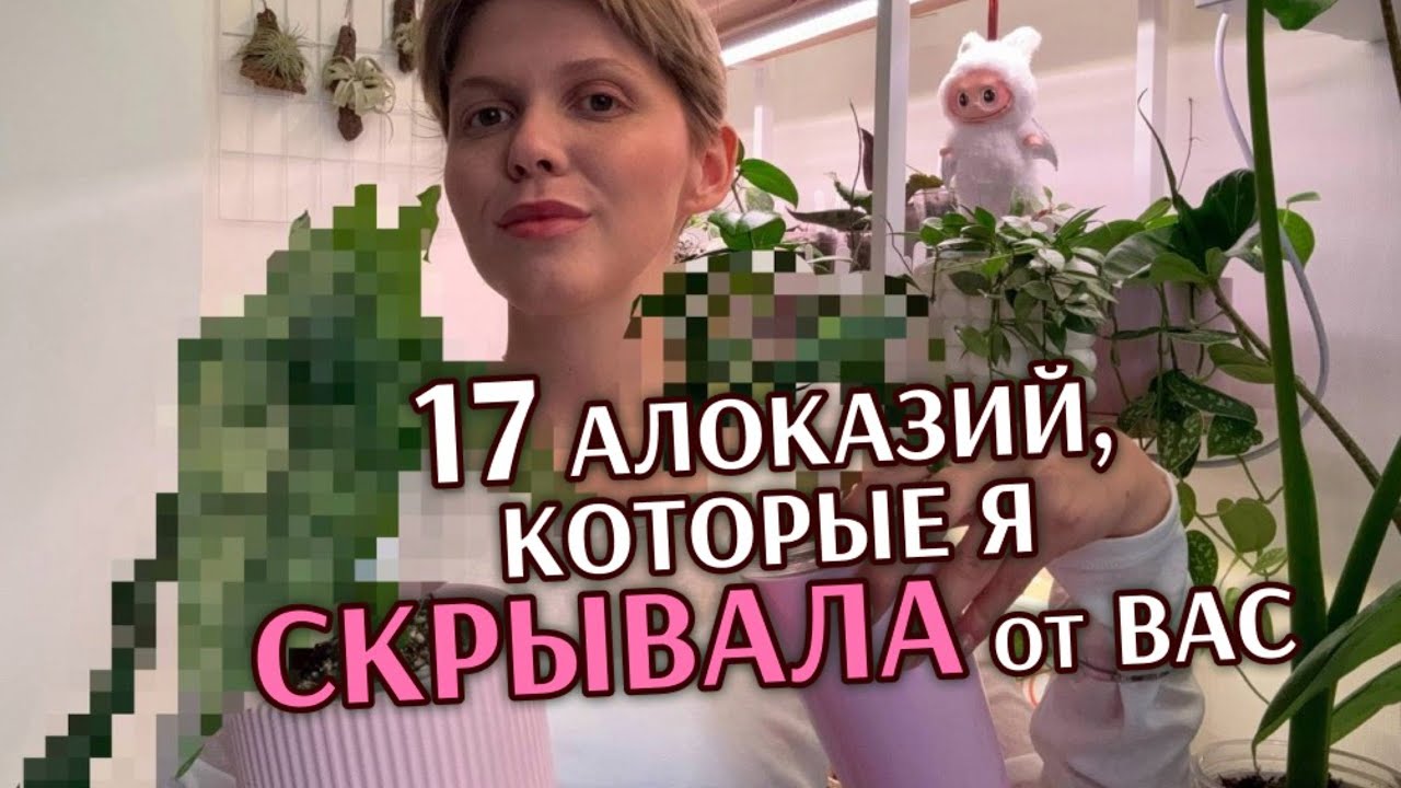 17 НОВЫХ АЛОКАЗИЙ | За СКОЛЬКО КУПИЛА?
