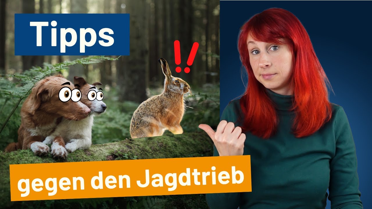 Hund den Jagdtrieb abgewöhnen? DAS solltest du tun!