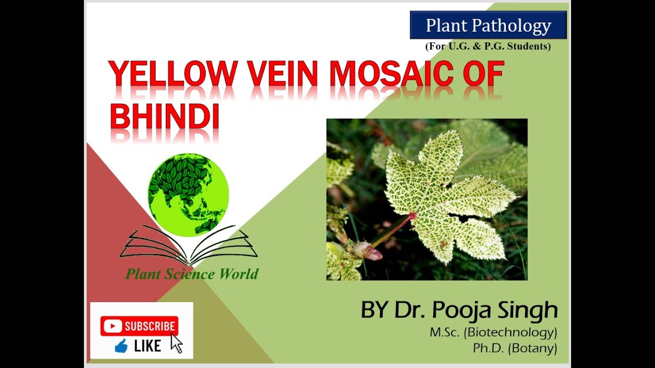 Yellow Vein Mosaic of Bhindi (Abelmoschus esculentus)