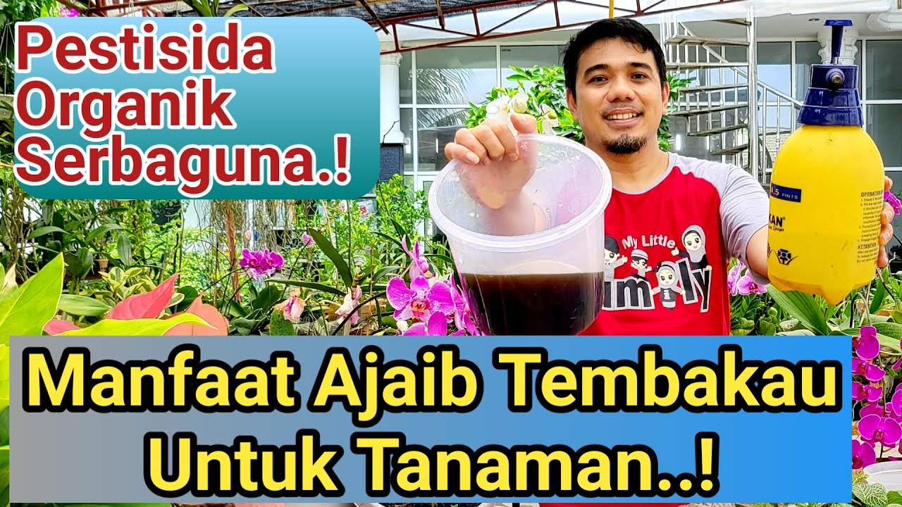 Cara membuat pestisida Dari Tembakau, Pestisida Organik Paling ampuh, Pestisida organik Paling Kuat,