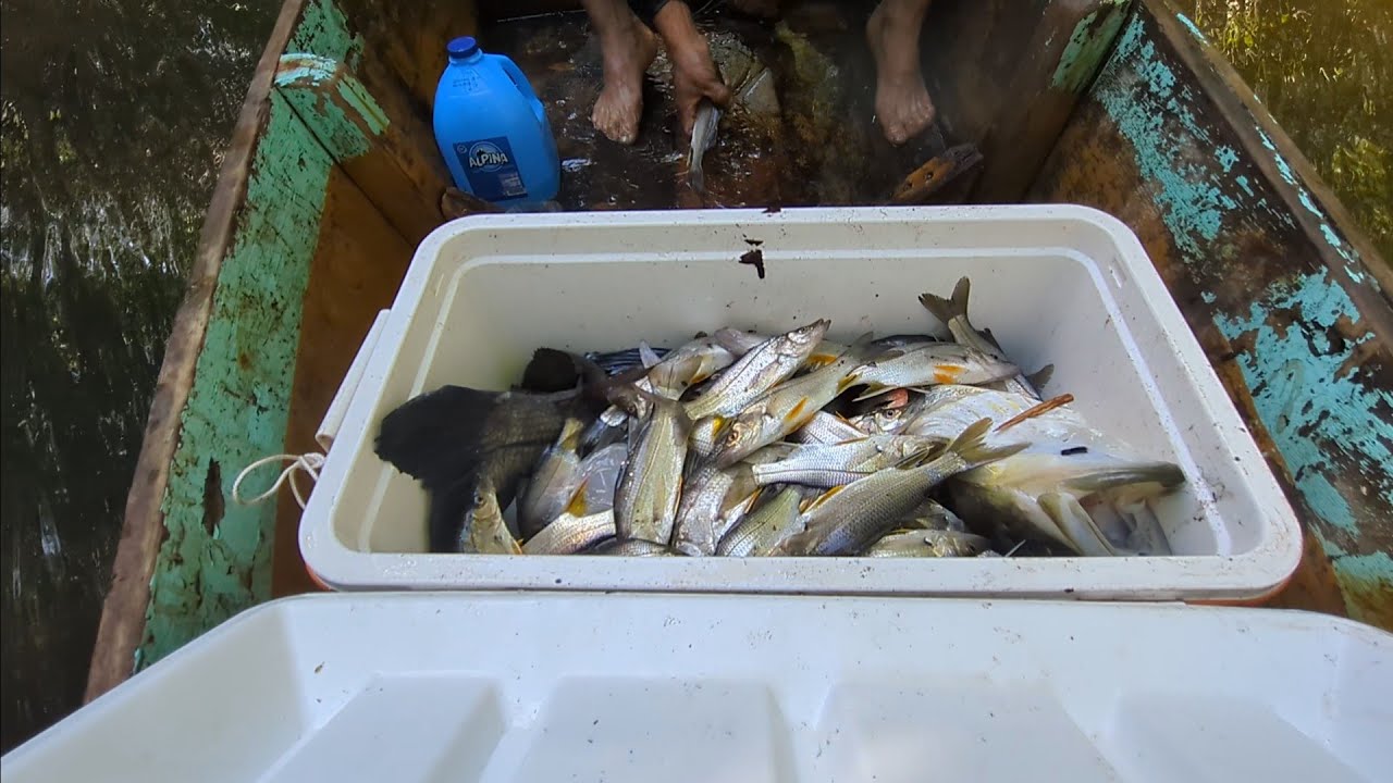 Mira como va la pesca no los está illendo tan mal 