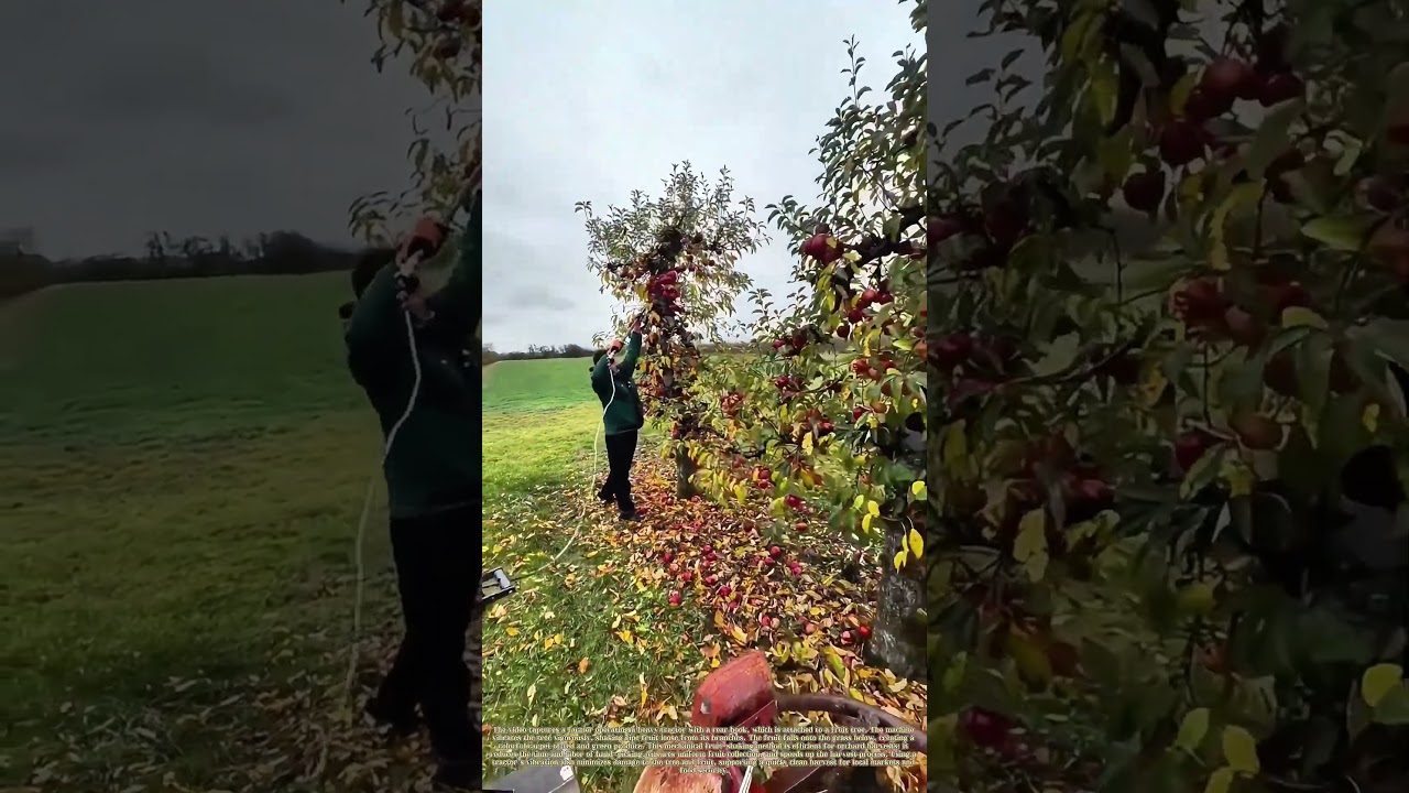Shaking the Harvest: How a Tractor&rsquo;s Hook Vibrates Fruit from an Orchard Tree