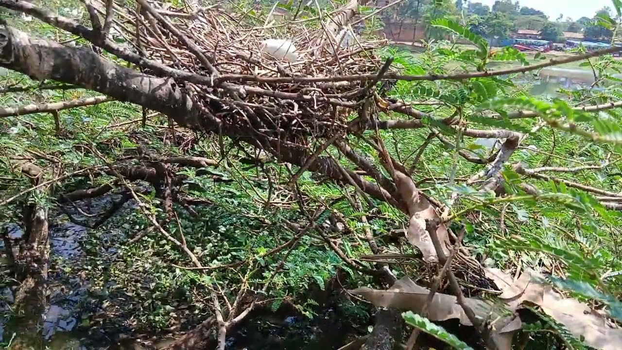 A dense forest with numerous nests and eggs soon hatching#egrets#nature#wildlifeadventure#wildbirds