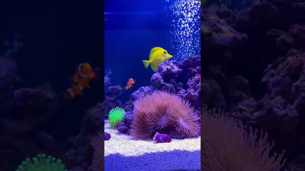 Soothing Aquarium Ambience for Relaxation 🌙 Calm Reef, Soft Bubbles & Tranquil Water Energy
