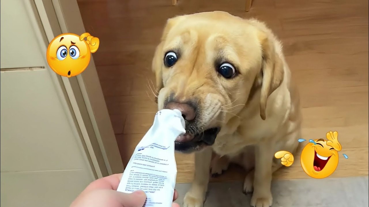 I Can’t Believe These Dogs Are Still This Funny 😂 Best Funny Dog Videos of 2026 🐶