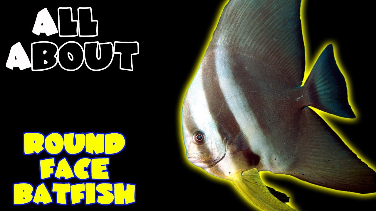All About The Roundface Batfish or Longfin Batfish or Platax Teira Batfish or Pinnatus or Orbicular