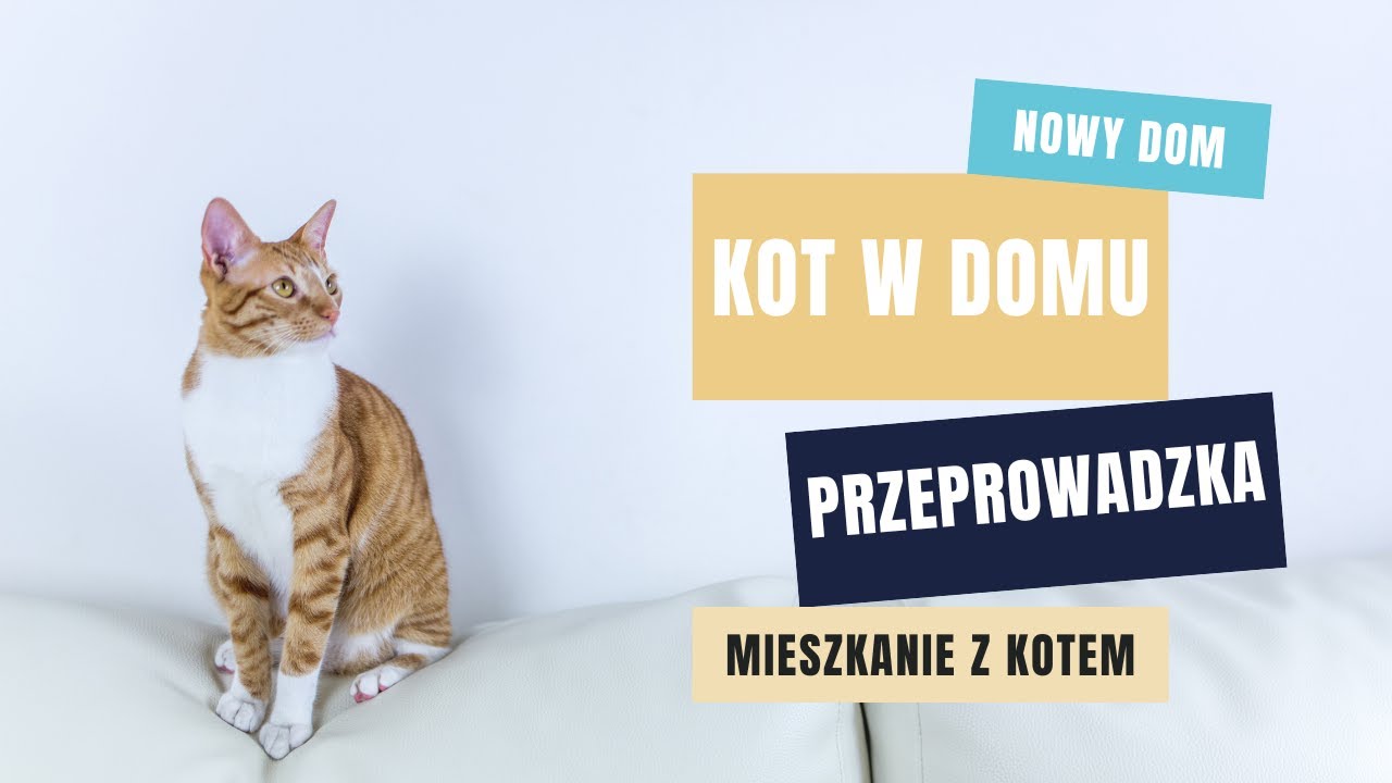 Jak przeprowadzić się z kotem?