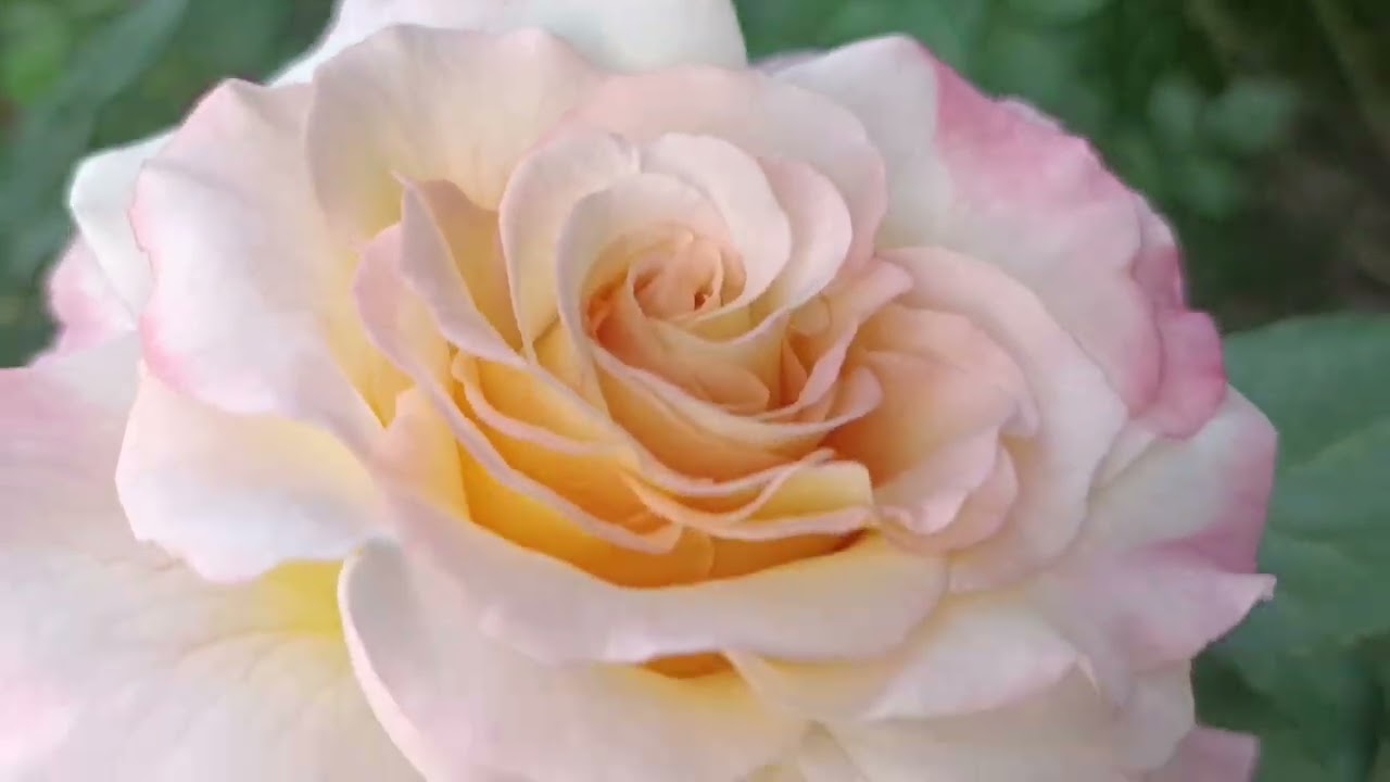 троянди  початок квітування💛🤍💜❤️🩵🧡🥀Феєрія🌈⚡🌅🌋😸 2025р ч.2