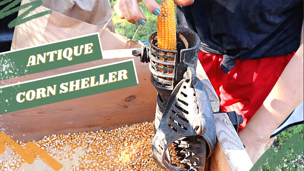 Shelling Corn with a 70 Year Old Antique!