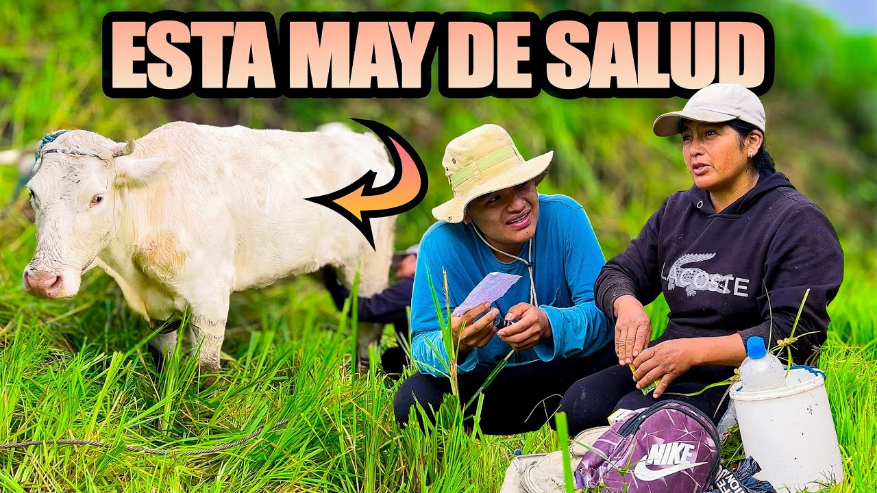 Hoy nos toco  madrugar a nuestras vacas por esta razon - DON PEDRITO