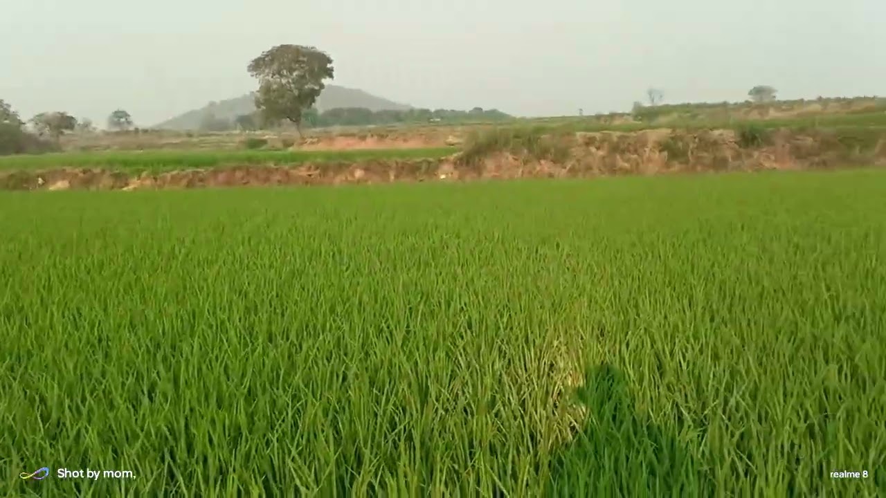 వరిలో యాజమాన్య పద్ధతులు