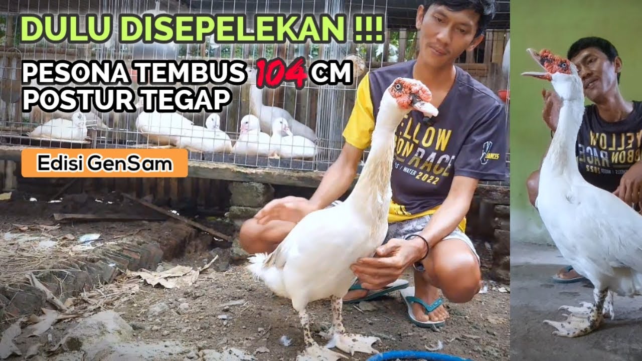 BREEDING TERNAK ENTOK JUMBO GRADE A TERNYATA SESULIT INI ! 14 TELUR CUMA 3 YANG FERTIL