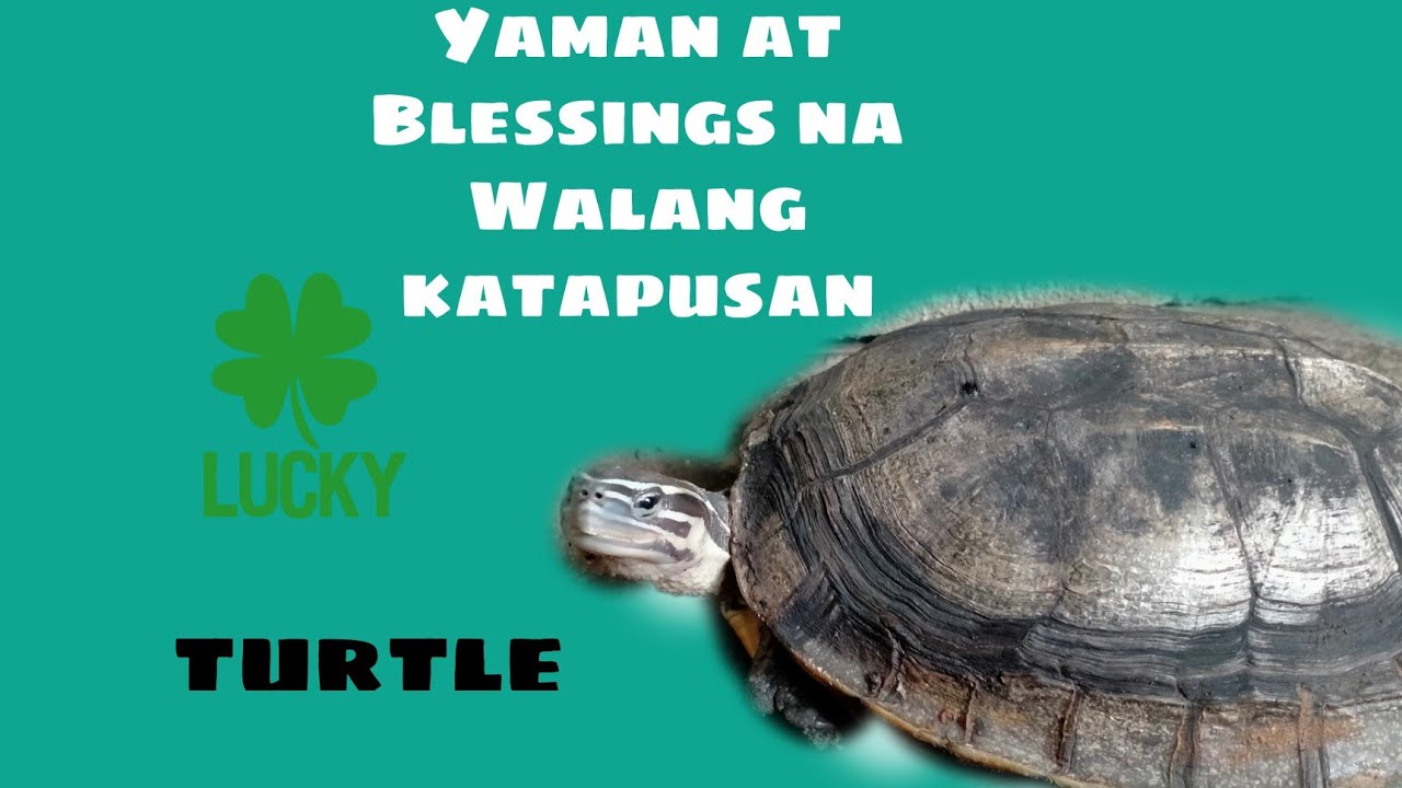Yaman at Blessings na Walang Katapusan (Pagong : Swerte o Malas)