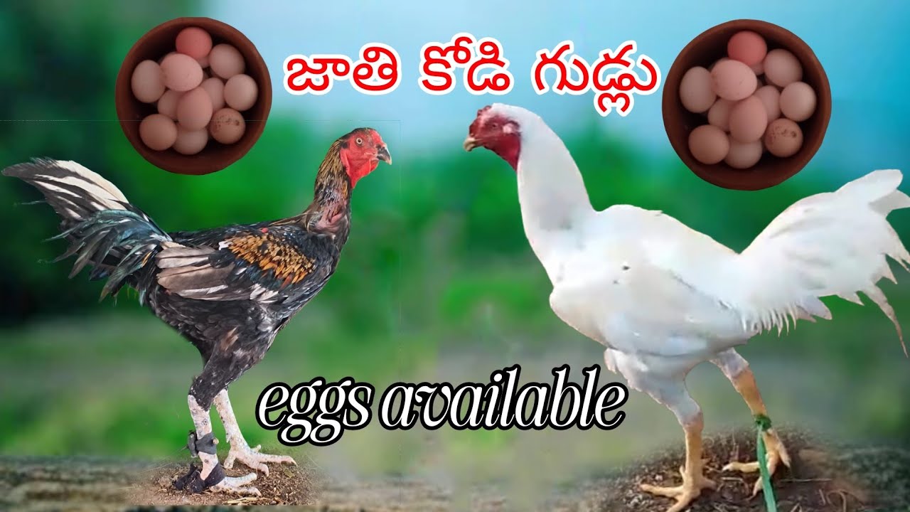 #KVR BREEDES#6303102778#bhimavaram chicks#peru cross chicks#chicks#patta punjulu#birds#chicken#viral