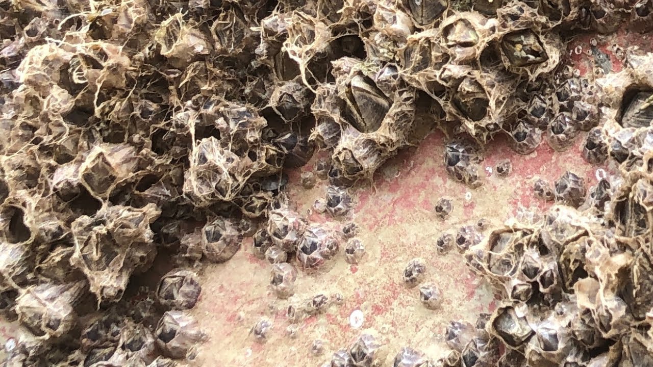 I found the most satisfying way to Remove Barnacles from my boat - asmr no talking