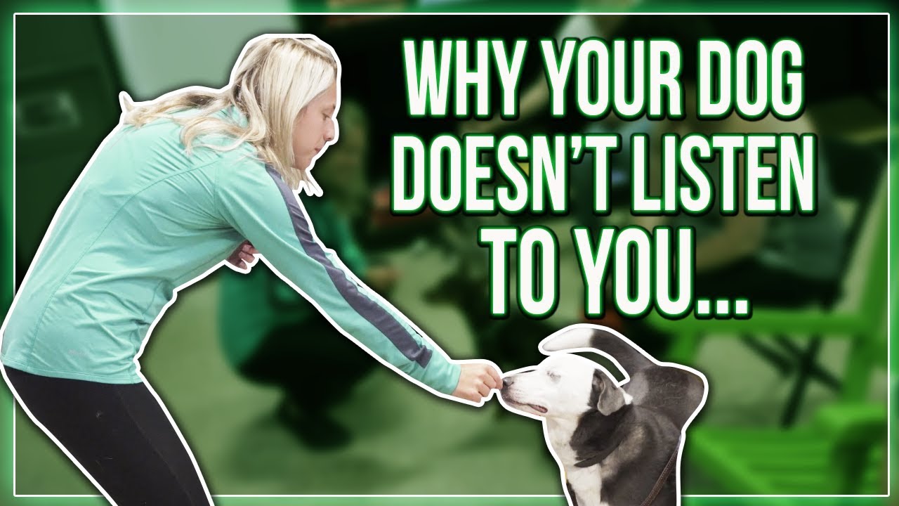 WHY YOUR DOG DOESN'T LISTEN TO YOU... AND HOW YOU CAN FIX IT