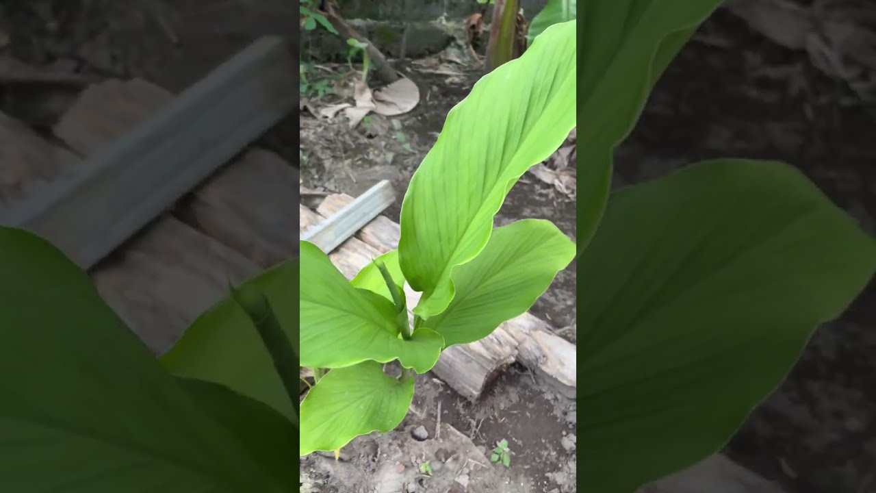 Lets do some gardening 🌱