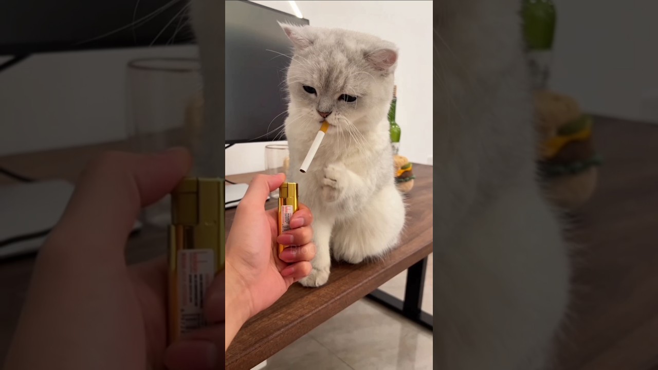 बिल्ली क्या क्या करती है? Cat's Activity Video, Cat Care Video 