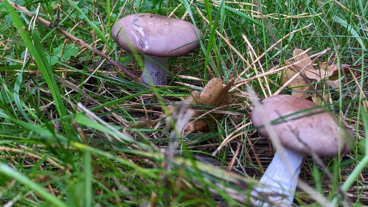 Пришли в лес и наткнулась на Фиолетовую Рядовку. Čirůvka fialová. #грибы #ciruvka #mushrooms 
