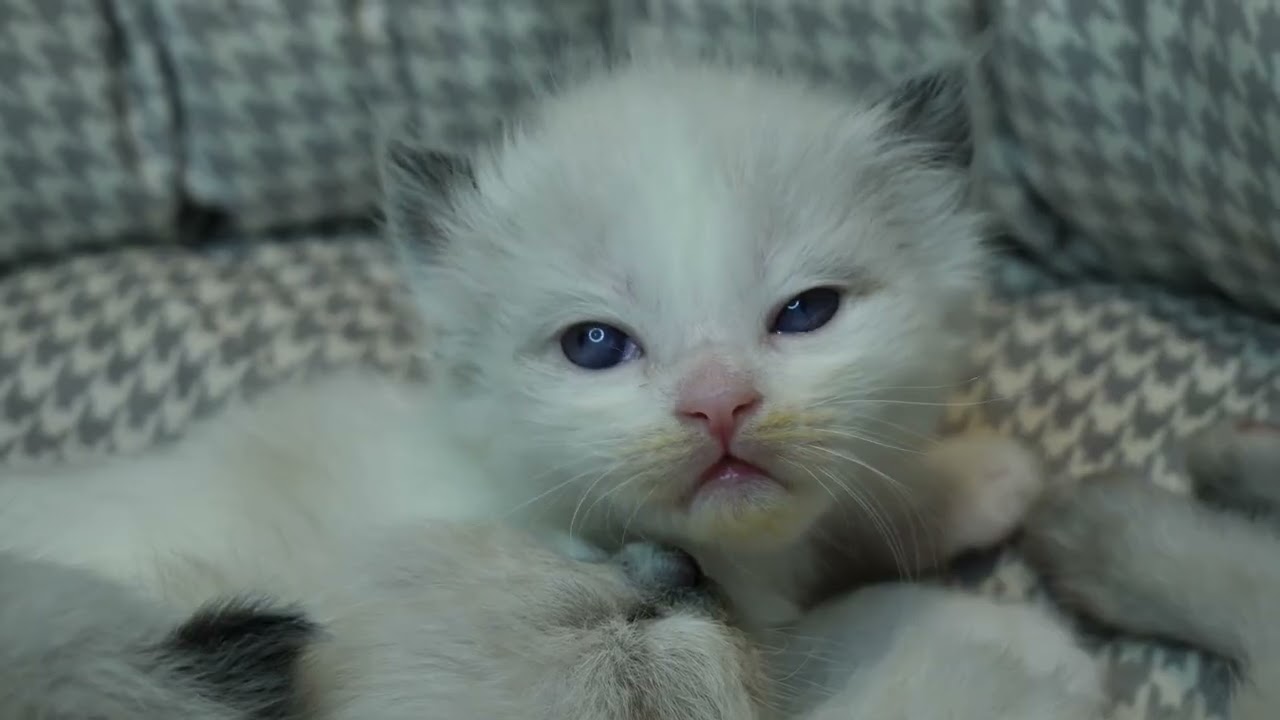 고양이 마음이 차분해지는 음악│고양이휴식소