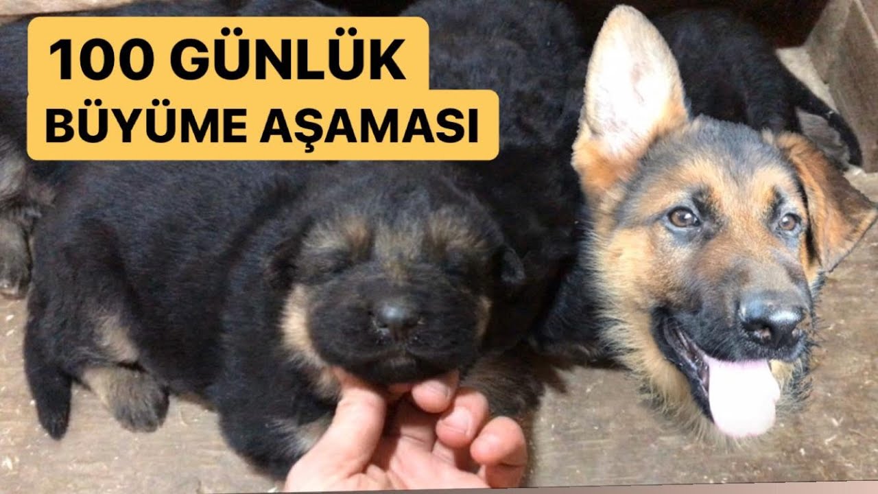 ALMAN KURDUNUN 100 GÜNLÜK BÜYÜME AŞAMASI !!