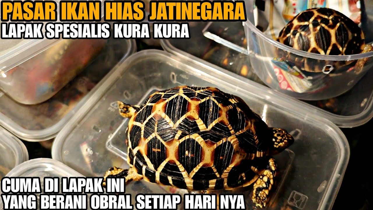 WoOW !!! OBRAL SETIAP HARI NYA || UPDATE HARGA KURA KURA DI PASAR IKAN HIAS JATINEGARA TERBARU