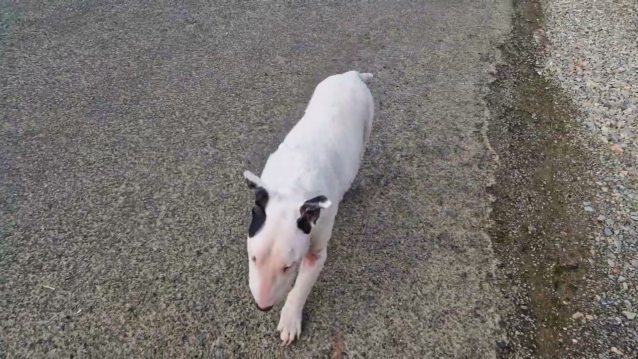The 2 Amigos become 4. #ruralfrance #frenchlife #spitz #cats #englishbullterrier 