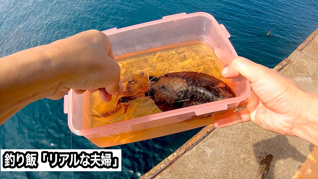 生きたままのアオリイカを白だしで漬け込みたい　緊急事態！？堤防でアジが釣れなくエギング始める妻　ウキに異変が...興奮する出来事に遭遇した夫  泳がせ釣りするリアルな夫婦  #海釣り #夫婦