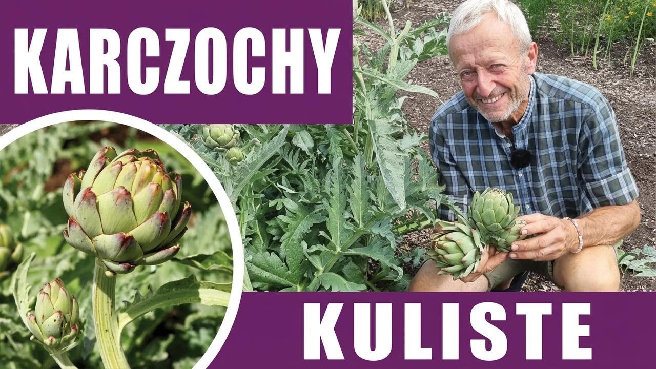 Jak wyhodować karczochy z nasion – bez przekopywania ziemi