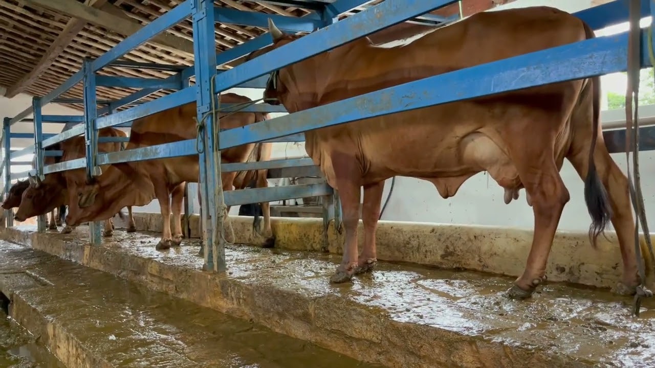 VACAS EM ORDENHA - SINDI D
