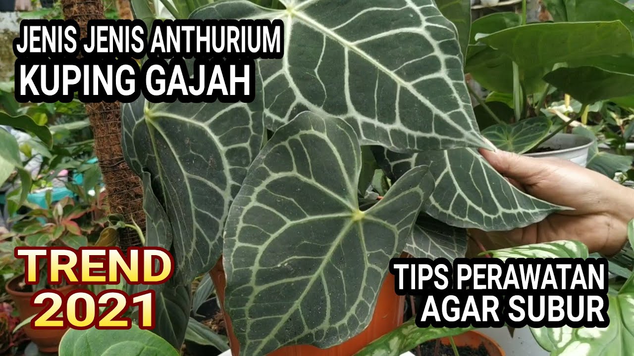 JENIS JENIS ANTHURIUM KUPING GAJAH DAN TIPS PERAWATAN AGAR TUMBUH SUBUR