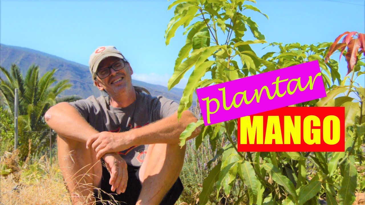 Todo lo que aprendimos  del árbol de mango🥭(suelo,siembra,cultivo, necesidades,¿en maceta?,raíces)