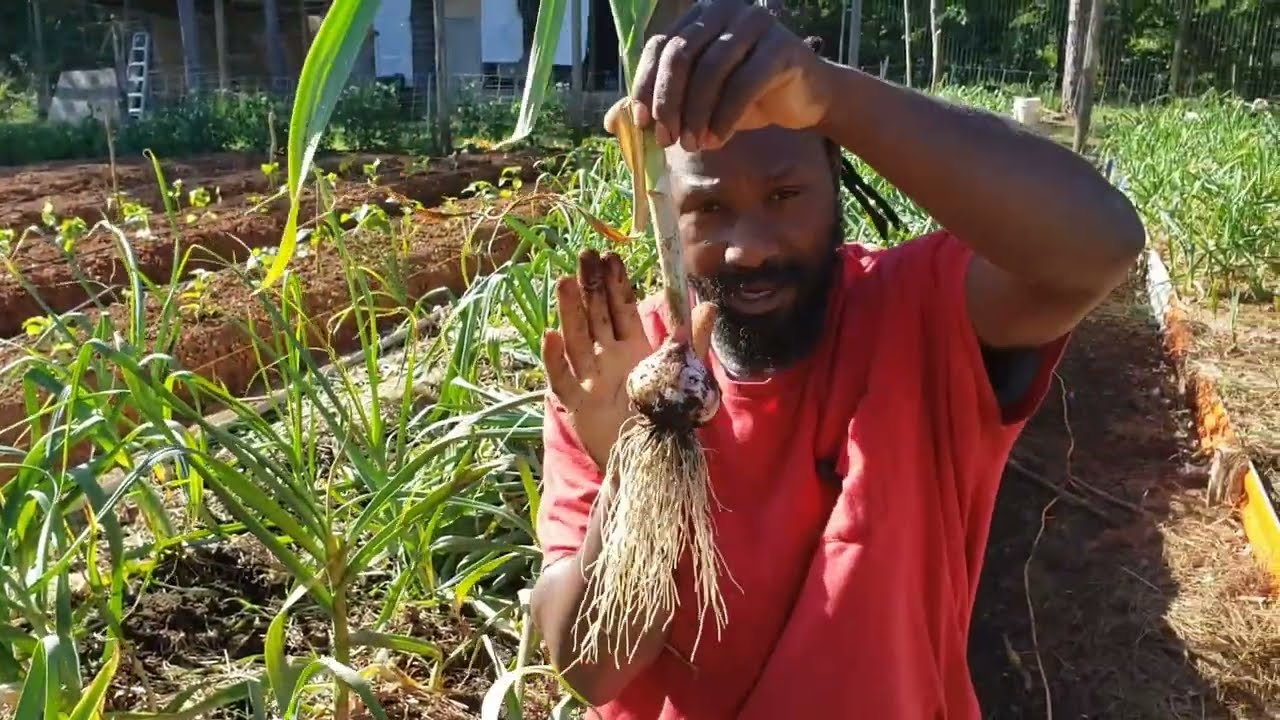 Garlic Harvest: 4 Tips to Tell When Your Garlic is Ready