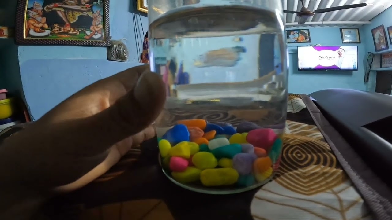 My guppiy fishs given babies || fish breeding || guppies || aquarium 