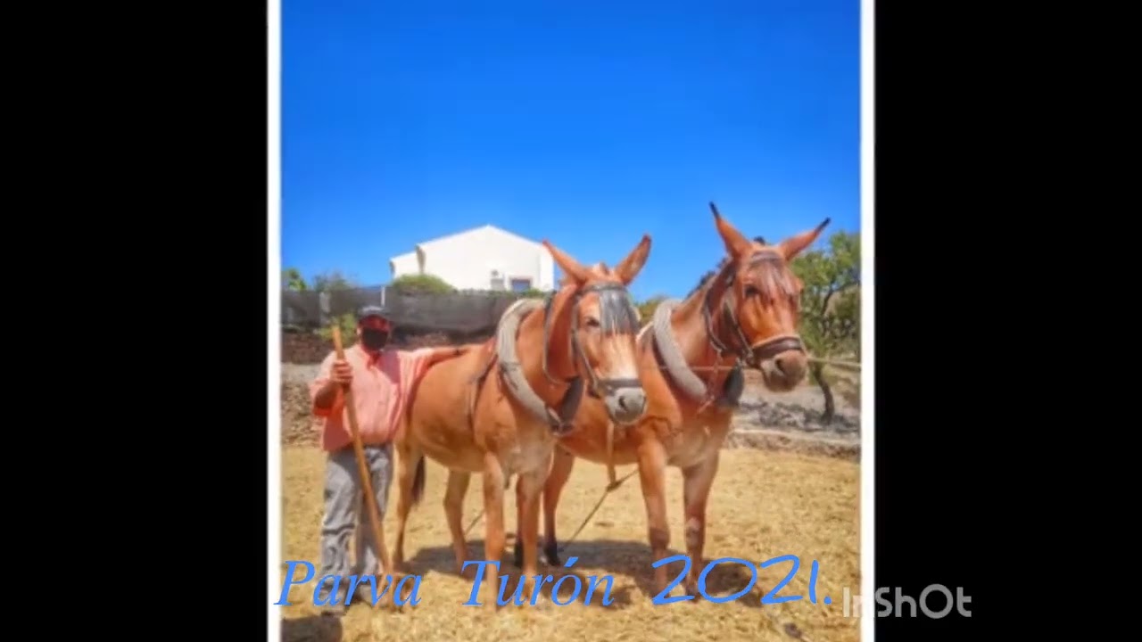 𝐿𝑎 𝑃𝑎𝑟𝑣𝑎 𝑒𝑛 𝑇𝑢𝑟𝑜́𝑛 𝐽𝑢𝑙𝑖𝑜.2021.𝑅𝑒𝑐𝑟𝑒𝑎𝑐𝑖𝑜́𝑛 𝑑𝑒 𝑙𝑎 𝑝𝑎𝑟𝑣𝑎 𝑑𝑒 𝑎𝑛𝑡𝑎𝑛̃𝑜.𝑇𝑢𝑟𝑜́𝑛 𝐴𝑛𝑑𝑎𝑙𝑢𝑐𝑖́𝑎 𝑆𝑝𝑎𝑖́𝑛