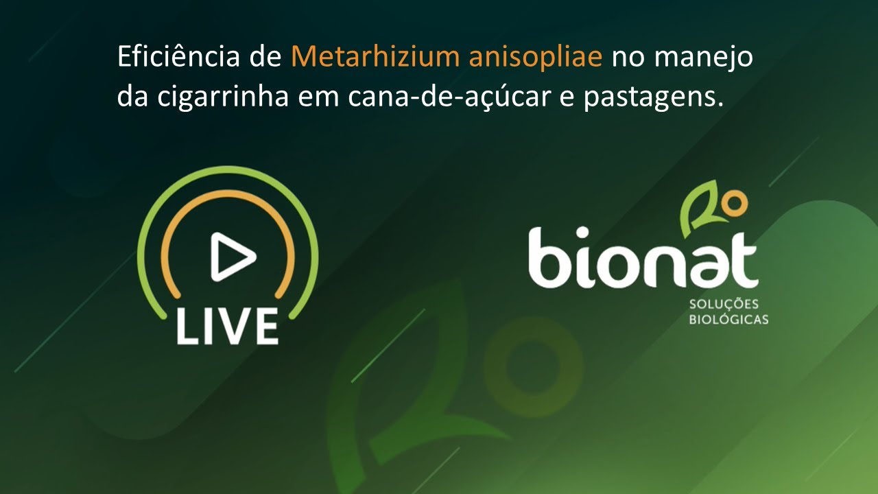 Live Bionat- Metarhizium anisopliae e cigarrinha em cana-de-açúcar