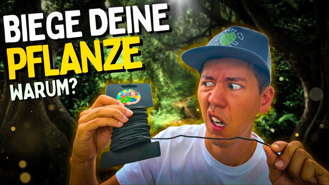 Anbau f&uuml;r Anf&auml;nger: Low Stress f&uuml;r extra Bl&uuml;ten & Wachstum 😱💐 mit vorher / nachher