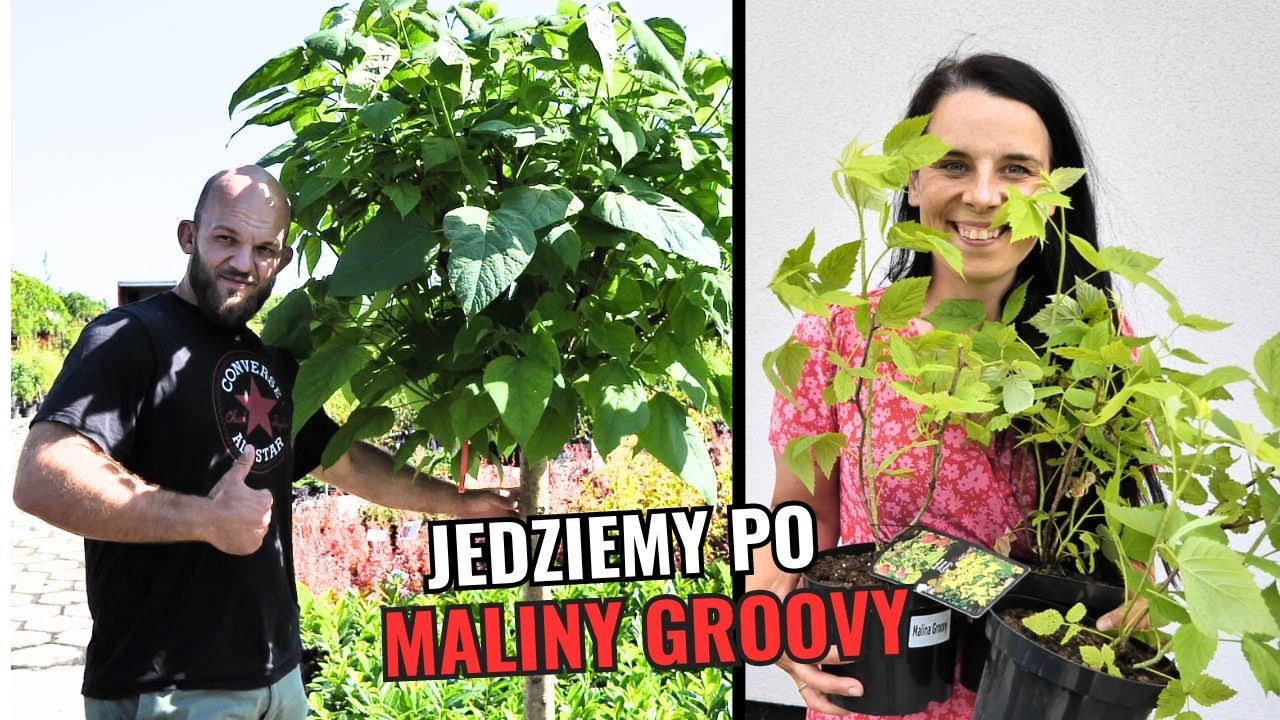 Jedziemy po maliny. Szefowa znowu zaszalała