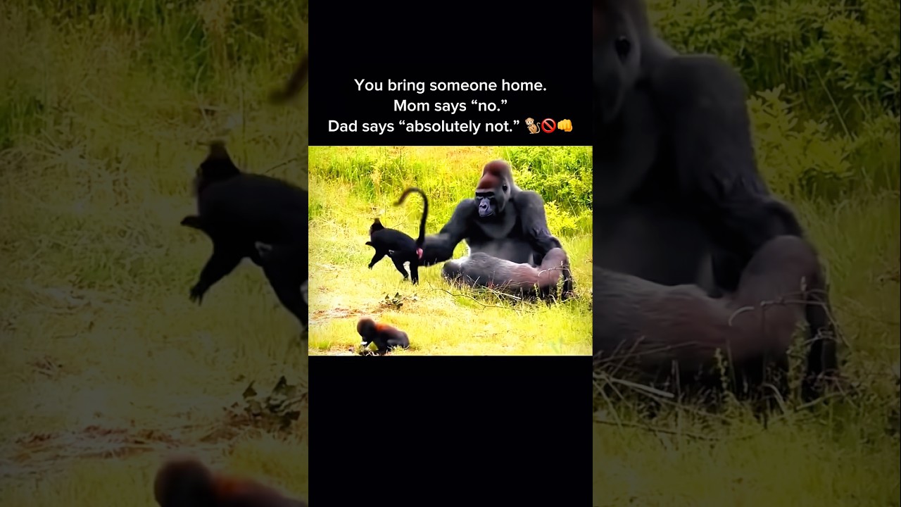 Gorilla vs Monkey: He Pushes Too Far
