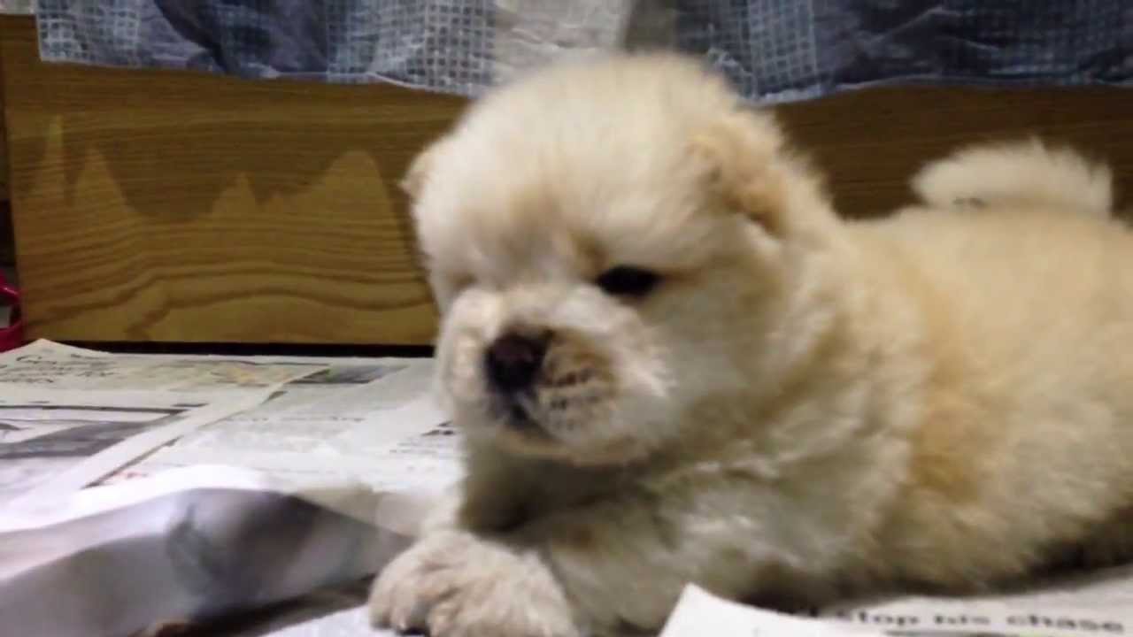 One month old Chow Chow puppies