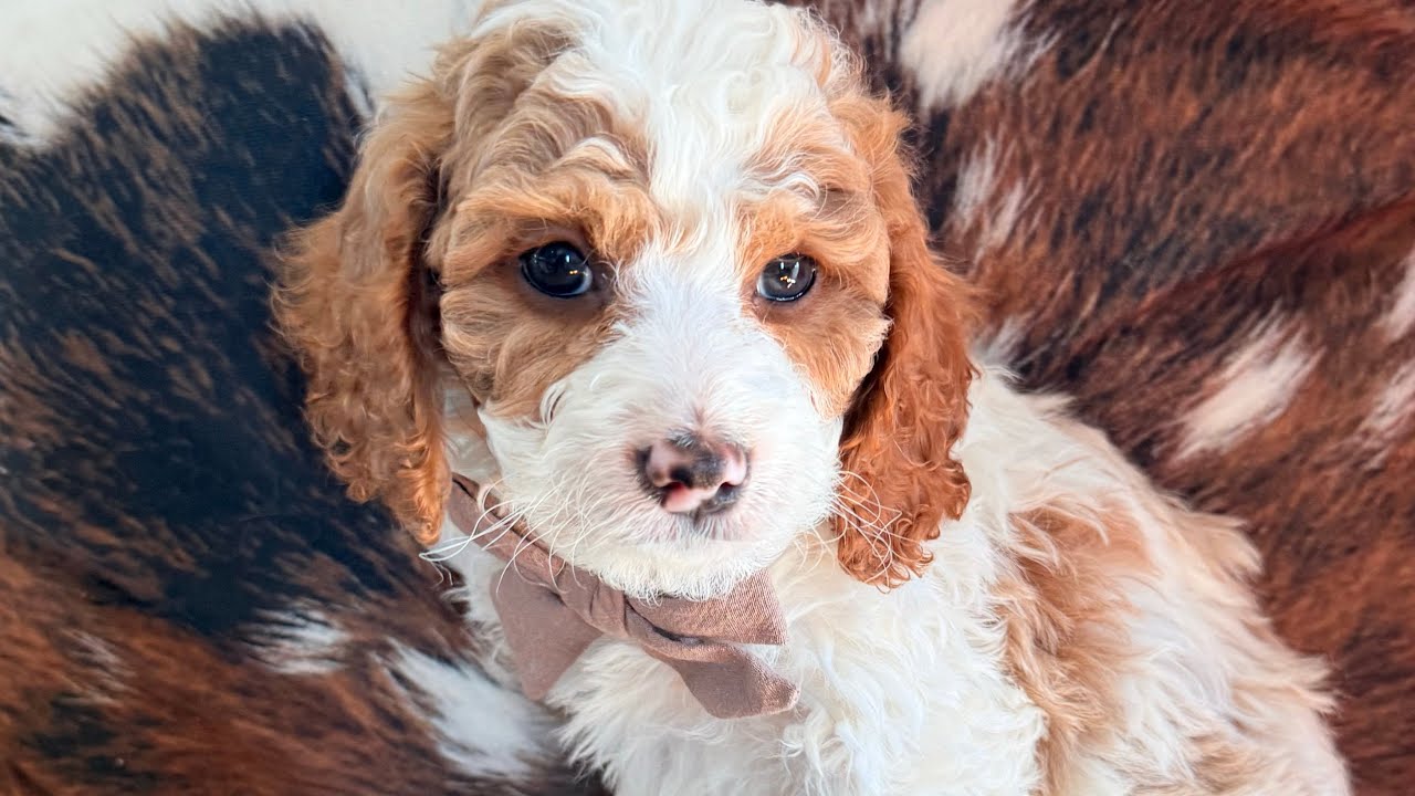 Memphis Temperament Test (Lady & Louie Cavapoo 2026)