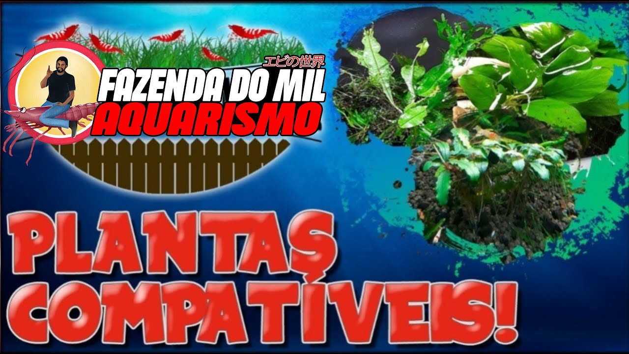 5 PLANTAS COMPATÍVEIS COM CAMARÕES ORNAMENTAIS - PARTE 1