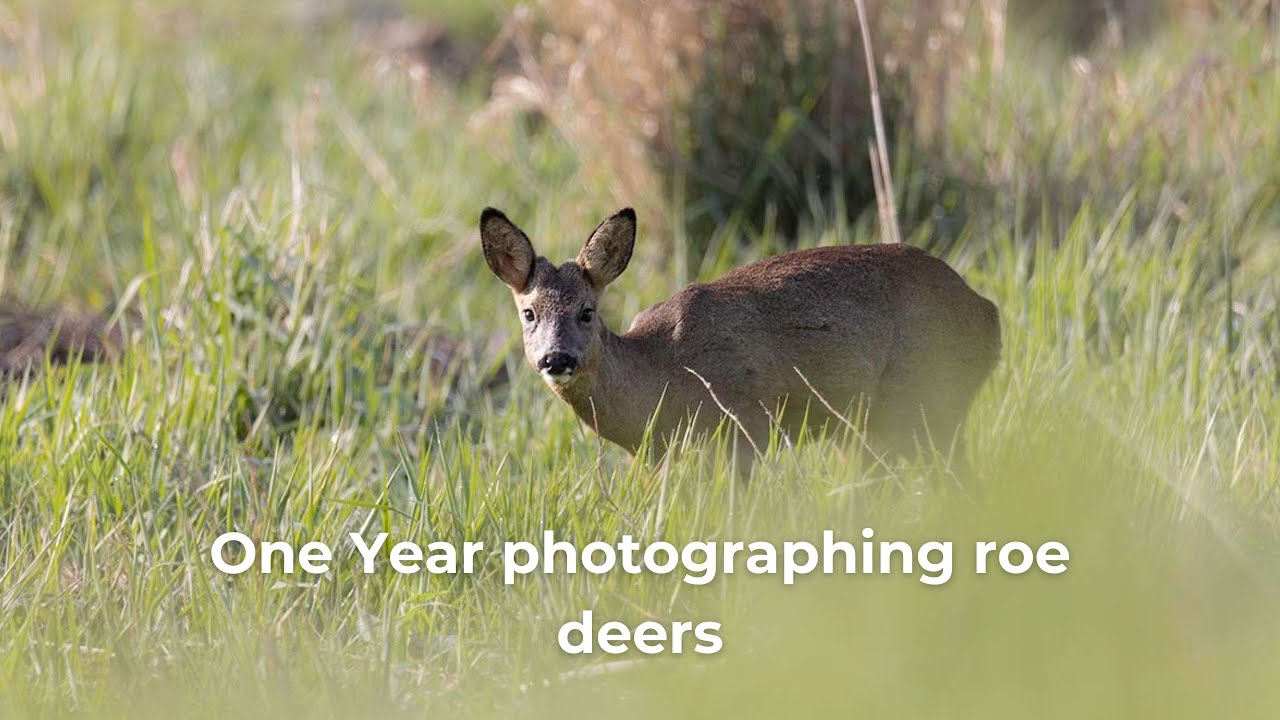 ONE YEAR photographing Roe Deers - an Incredible Journey