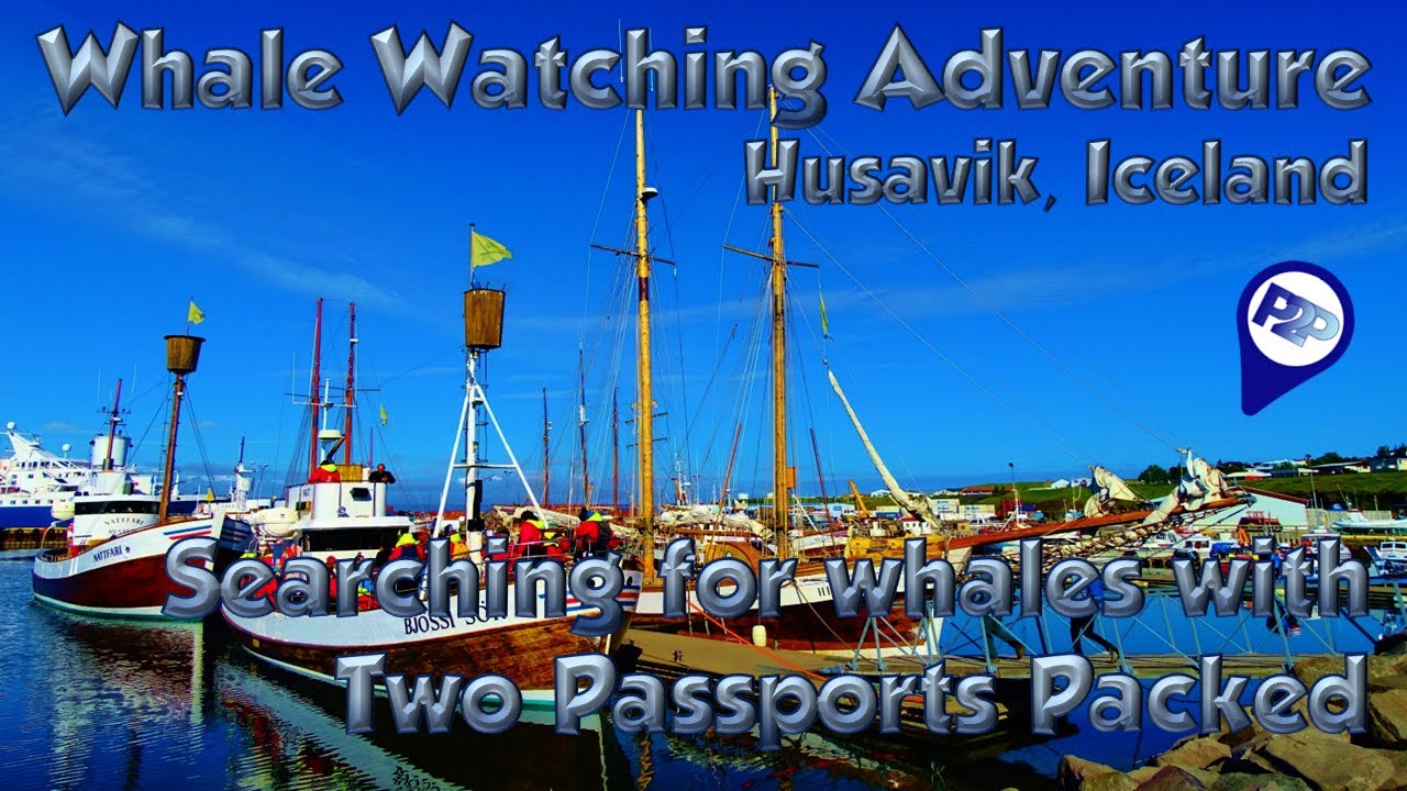 Husavik Whale Watching -- A Chilled Morning Adventure