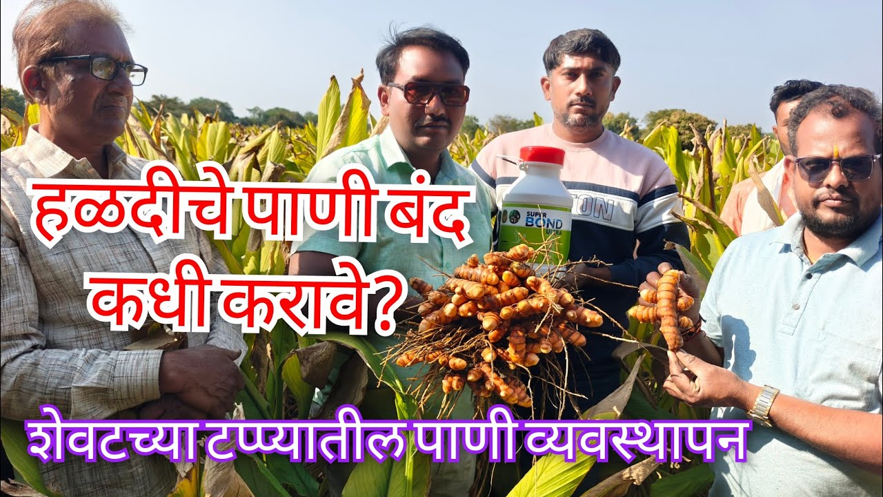 हळदीचे पाणी बंद कधी करावे? #हळद #agriculture #farming 